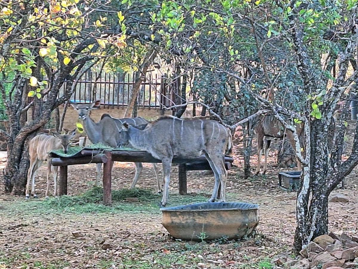 Loskop Serene Bush Cabin Winterkamp Bagian luar foto